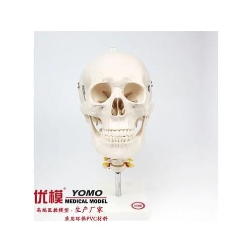 Adult skull with cervical spine model occipital bone craniofacial model Doctor-patient communication model free shipping