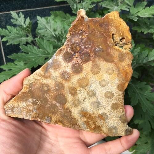 1pcs beautiful natural Coral jade slice Insulation mat reiki healing crystals gemstone Furnishing articles mat for home deco