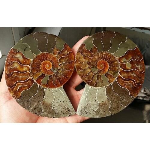 257g 1 Pair Half Cut Ammonite Shell Jurrassic Fossil Specimen