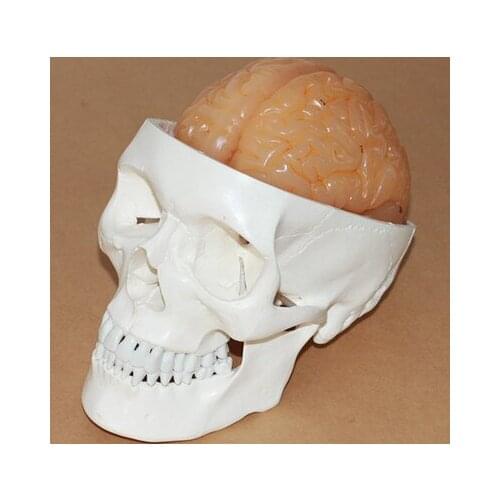 Medical 1:1 Human skull model Brain anatomy model free shipping