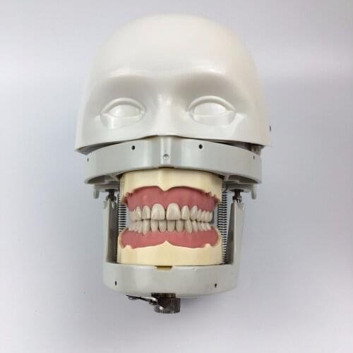 Phantom Head Manikins with Torso for Dental Education Dentistry and Technology Fixed on the Dental Chair