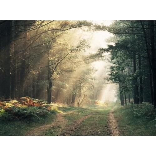 Oneroom Cross-Stitch Scenery Woods in the Sun Forest Road Needlework 14CT DMC DIY Cross Stitch Kits Handmade Arts Wall Decor