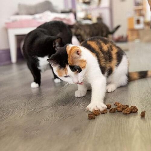 Cat Toys Excites Natural Snacks Cleans Teeth Whole Silvervine Fruit Dried Silvervine Gall Fruit Actinidia Cat Toy Kitten Treat