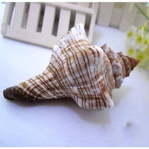 Natural conch shell large red spiral 10-12CM large conch shell mediterraneo nautical decoration marine natural spiral shell