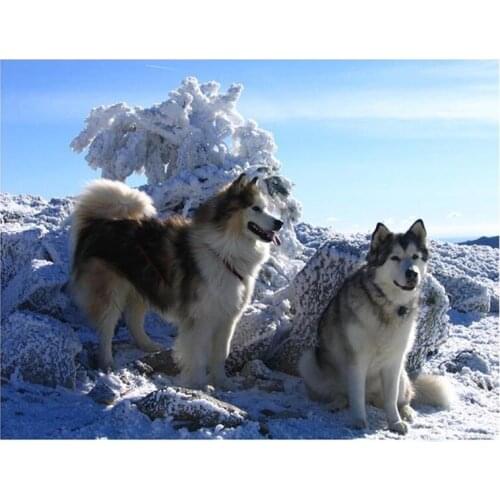 Li loye 100% Full Square / Round Drill 5D DIY Diamond Painting Husky dog 3D Embroidery Cross Stitch mosaic Home Decor Gift GH589