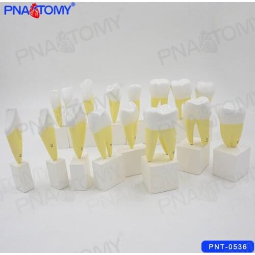 Enlarged Human Permanent Teeth Model Dental Used Demonstration Tool 16PCS With Base Medical Teaching PNATOMY