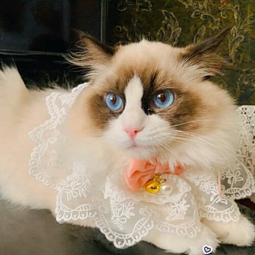 Velvet Lace Pinny for Dogs Gauze Bowknot Puppy Necklace Cat Accessories Sweet Kitten Neck Decor Pet Bows Poodle Maltese Ragdoll