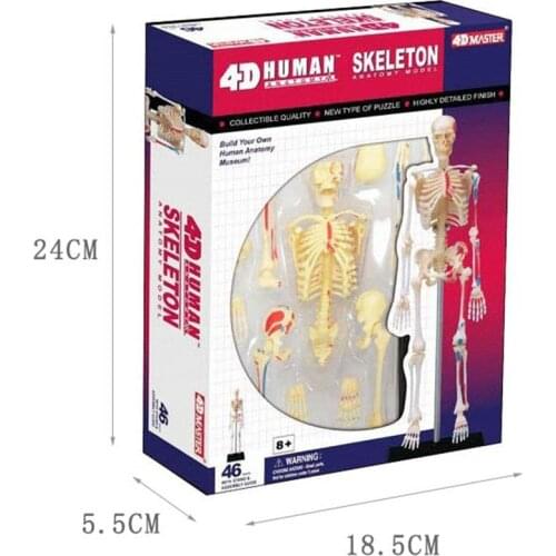 Human skeleton anatomy 4D master puzzle assembly toys Medical models