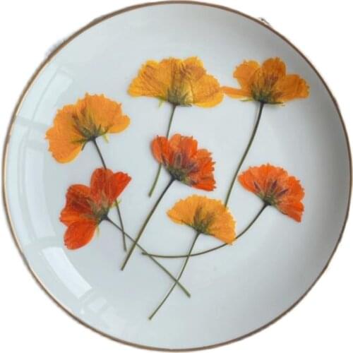 Large Dia.5-8CM Gaillardia Pulhella Chrysanthemun Dried flower manufacturers in China Free shipment 30pcs