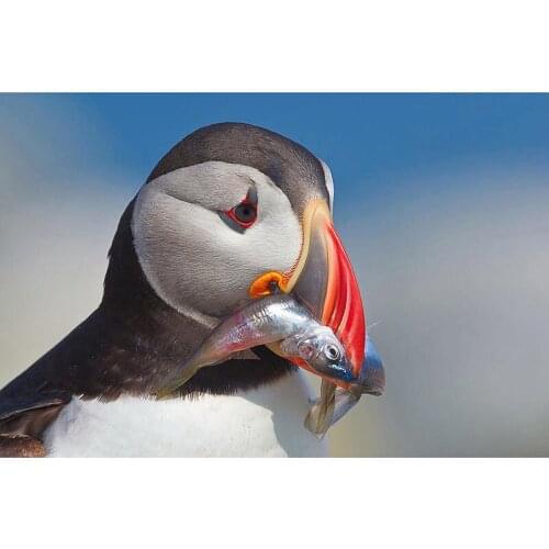 Full Square Round Drill Diy Diamond Painting 5D Puffin With Fish Diamond Embroidery Cross Stitch Decoration ChristmasZP-2293