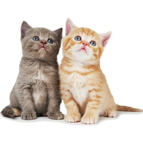 Dawasaru Lovely British Cat Kitten Car Sticker Waterproof Decal Laptop Suitcase Truck Motorcycle Auto Accessories PVC,17cm*13cm