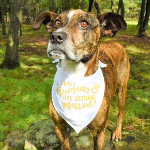 W&O My Humans Are Getting Married Dog Bandana, Wedding Dog Bandana, Pet Scarf, for Small, Medium, Large Dogs (Black)