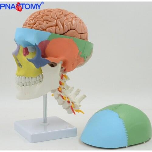 Life Size Brain Model Human Colored Skull Model Cervical Vertebra Human Skeleton Anatomical Model Medical Gift for Education