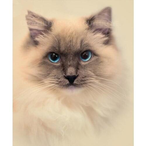 Full Square/Round Drill 5D DIY Diamond Painting "Cats" 3D Embroidery Cross Stitch kits Diamond Mosaic Home Decoration TY487