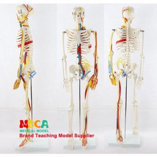 Medical 85CM human skeletal muscle start and stop point neural model small needle scalpel human skeleton model MGG206