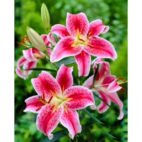 Diamond Painting 5D DIY Square Round Diamond Flower Drawing Embroidery Painting Cross Stitch Mosaic Home Decoration Gift WG2387