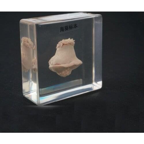 Real Sea Anemone Specimens In Clear Lucite Middle school biology School teaching aids Educational Equipment