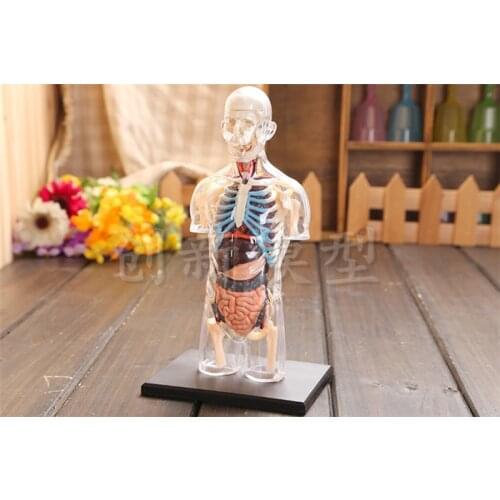 Assembled Transparent Human Torso Human Anatomy Model 4D Bust Male Body Head Musculoskeletal Anatomy Science Model