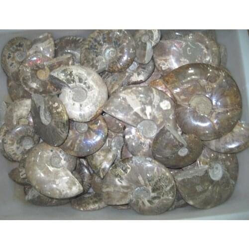 60.8lb NATURAL LOVELY BEAUTIFUL AMMONITE FOSSIL (CRETACEOUS) MADAGASCAR