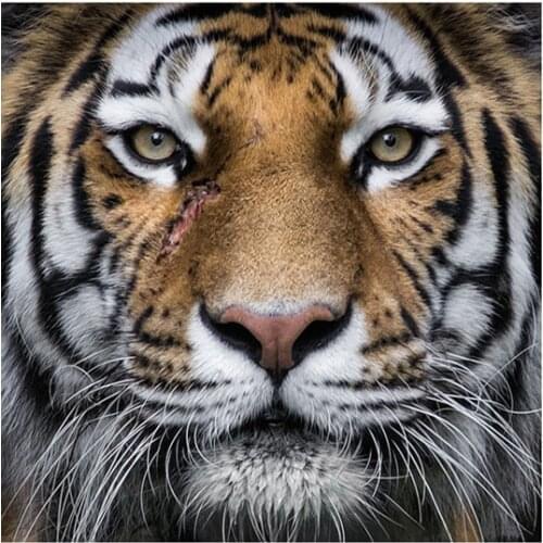 Tiger portrait Animal oil painting Needlework,Cross stitch kits Stylish for Embroidery,Crafts Art 14CT DIY Handmade Decor