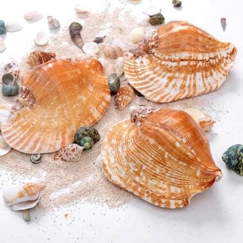 Natural conch shells and large snail shell w14-15cm Gift Decoration specimen seashells nautical home decor seashells decorative