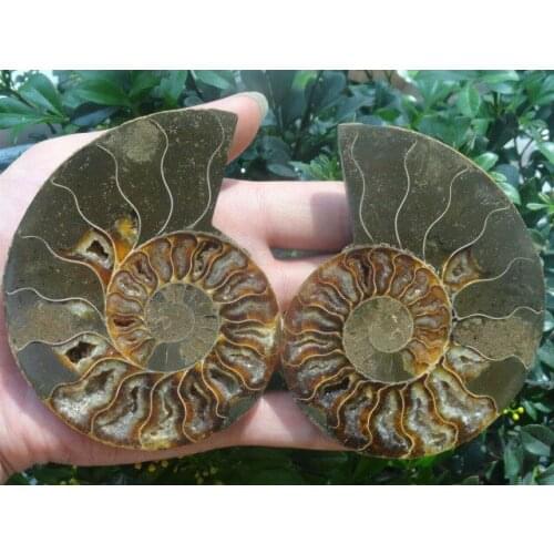 292g NATURAL CUT CRETACEOUS AMMONITE FOSSIL INTERIOR DISPLAY