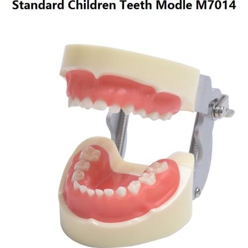 Child Teeth Model 24pcs m7014 with soft Gum /Dental Study teeth Model Dental training Tooth model for Kids