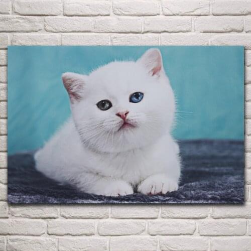 Lovely white british shorthair kitten cat heterochromia animals living room home wall art decor wood frame fabric poster KP121