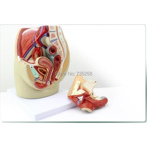 Female Pelvic Median Sagittal Section Model of 3 Parts,Female Reproductive System Anatomical Model
