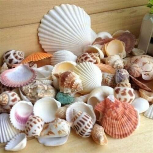 100g Fashion Jewelry Decoration Beach Fashion Seashells Sea Shells for DIY Caft Decor