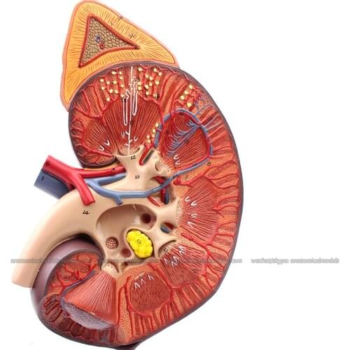 CMAM/12430 Kidney, 3X life size, Genitourinary Medical Teaching Anatomical Model