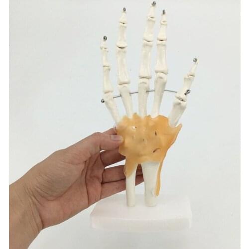 Medical Science Teaching Human Skeleton Hand Joint with Ligaments Model