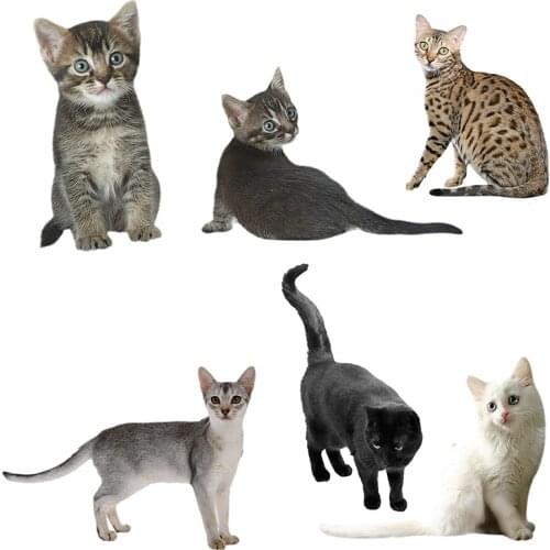 Three Ratels QD103 Cute kitten Wall Sticker Kids Room Decoration cute animal decal car body sticker