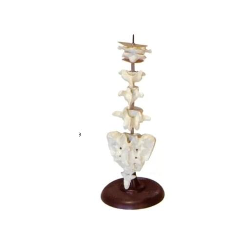 Models of the morphological features of various vertebrae Medical education model 28*20*45cm free shipping