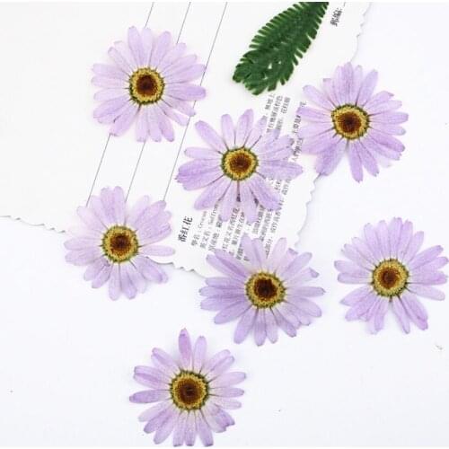 60pcs Pressed Dried Purple Pericallis Hybrida Flower Plants Herbarium For Epoxy Resin Jewelry Making Face Makeup Nail Art Craft