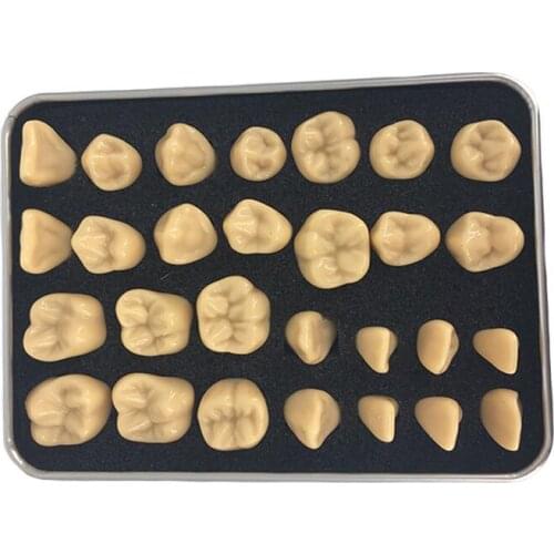 Tooth model 2 times standard engraving oral model dental teaching comparison model