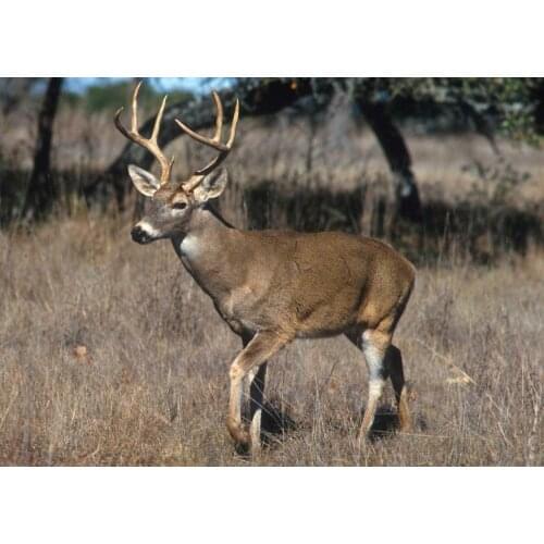 White Tailed Deer Glossy Poster Metal Sign Metal Poster Thanksgiving Christmas Wall Decoration 8X12 inch