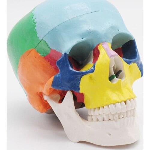 Colored Didactic Trauma Anatomy Medical Instruments Human Anatomical Skull Life Size