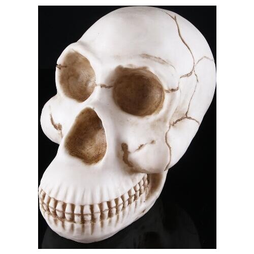 Gorilla skull animal skull model resin head props indoor office decoration furnishings