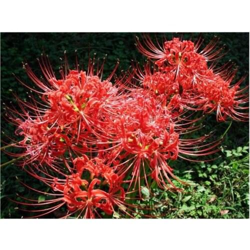 Plant diamond painting full square red flowers embroidery stitch diamodn dotz rhinestone picture puzzle toys drawing wall decor