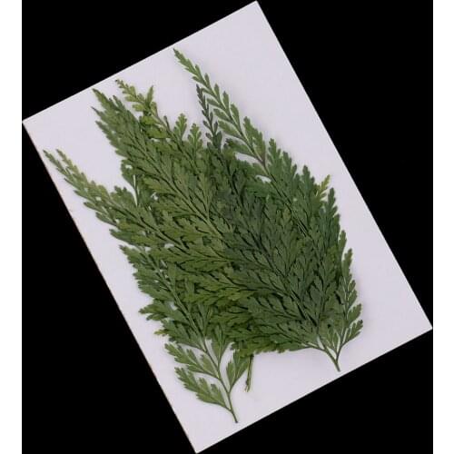 12x Pressed Dried Flower Leaves For DIY Resin Bookmark Arts Crafts Scrapbook