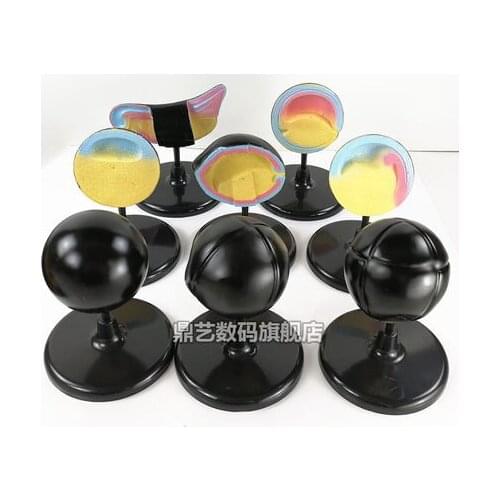 Enlarged model of frog embryo development Biological instrument teaching aids free shipping