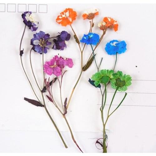 60pcs Pressed Dried Bellis Perennis Daisy With Stalk Flower Plants Herbarium For Jewelry Postcard Phone Case Bookmark Craft DIY