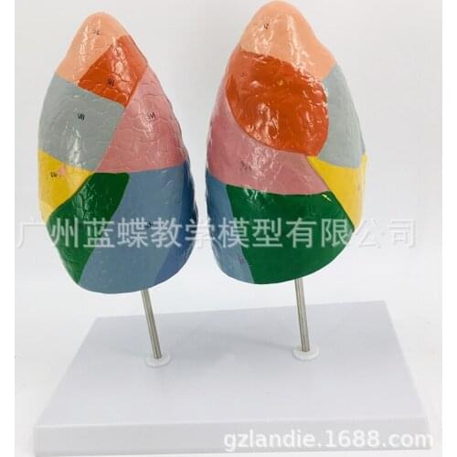 1:1 Life Size Human Lung Medical Anatomical Model Respiratory System Lung Segmental Model