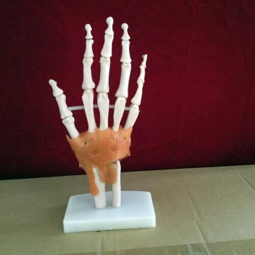 Hand joint with ligaments skeleton model human skeleton model vola palm skeleton model