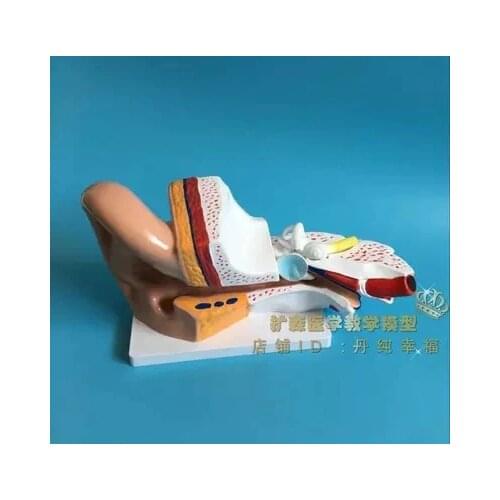 Ear enlarge inner anatomical model 17*13*11cm free shipping