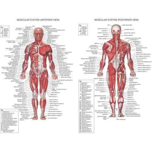 Silk Cloth Muscle System Posters Anatomy Chart 70x50cm Human Body Educational Pictures Mural Home Wall Decoration Accessories