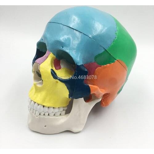 Colorful Human,Skull Model Anatomical Anatomy Medical Skeleton natural human Head Teaching Supplies 19*15*21cm