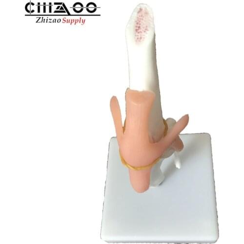 Educational Skeleton Dog knee joint model Canine Joint model