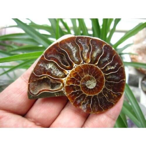 Xd j00762 CRETACEOUS AMMONITE FOSSIL Specimen INTERIOR DISPLAY